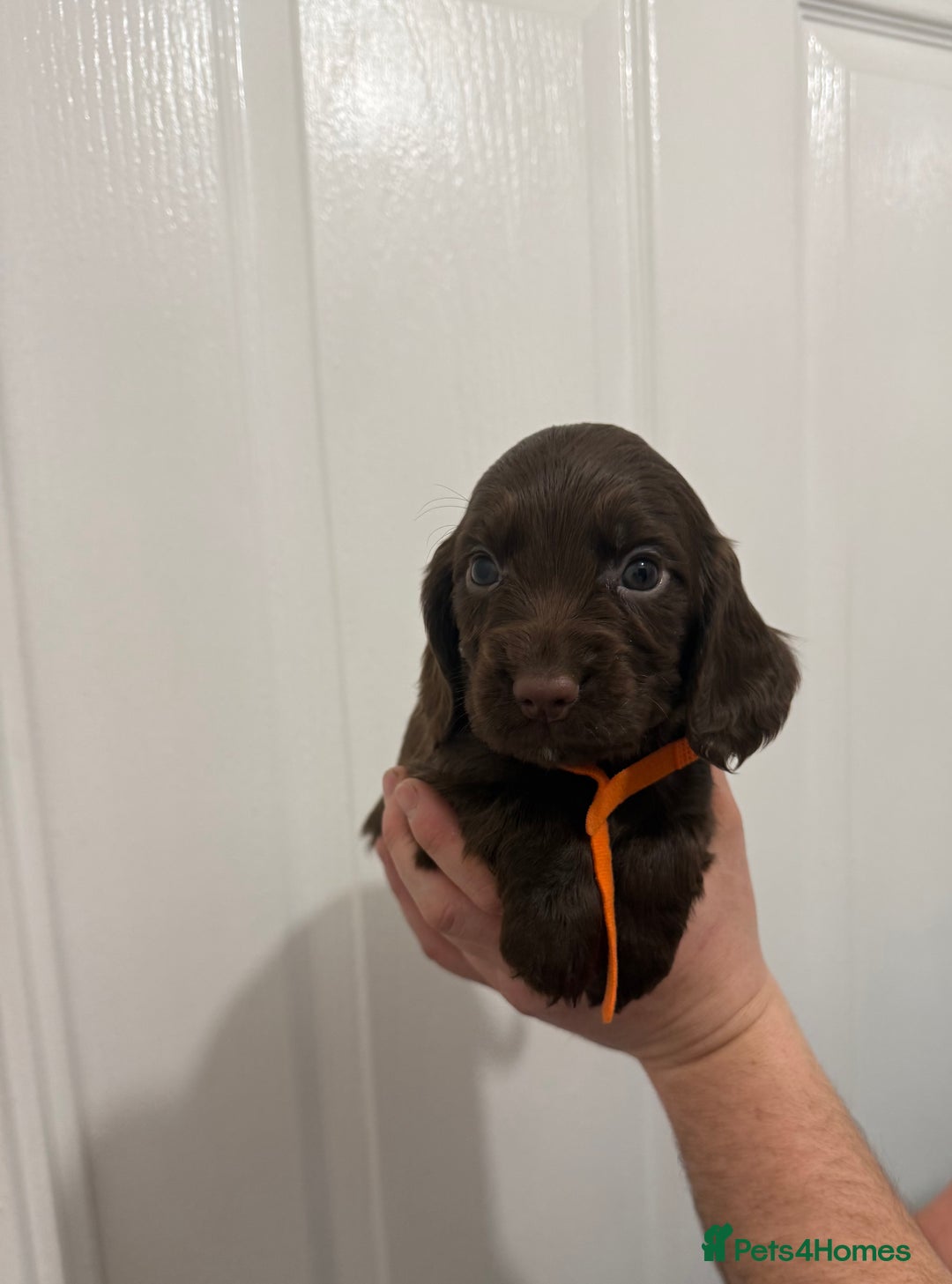 Cocker Spaniel dogs for sale: PEDIGREE COCKER SPANIEL PUPPIES  - Advert 3