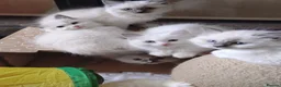 Ragdoll cats for sale: GCCF registered pedigree ragdoll kittens for sale  - Advert 6