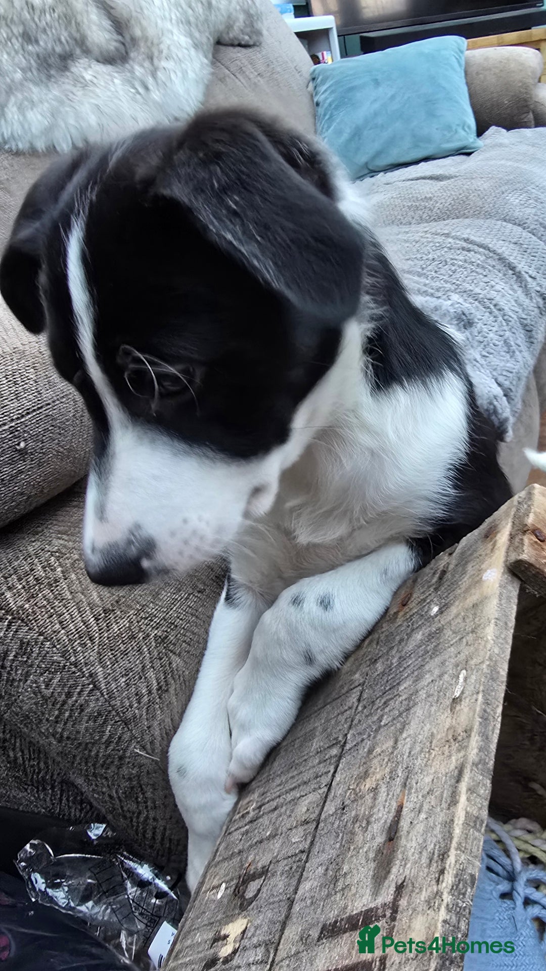 Mixed Breed dogs for sale: 2 Female Collie pups for sale - Advert 2