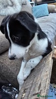 Mixed Breed dogs 2 Female Collie pups for sale - Advert 16