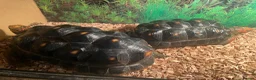 Tortoise reptiles for sale: 2 x red footed tortoises in Basildon - Advert 9