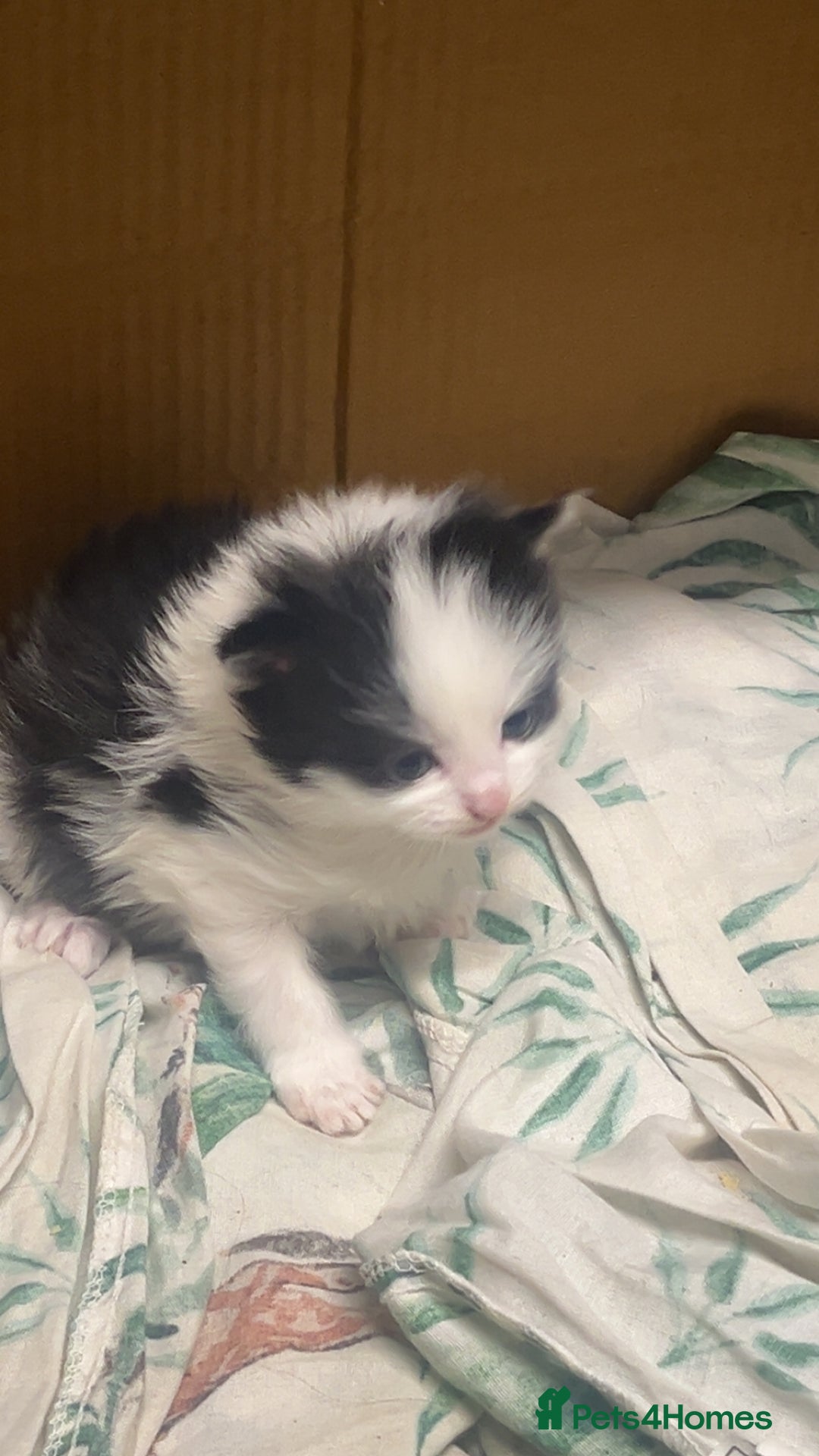 Mixed Breed cats for sale: 2 male kittens  - Advert 6