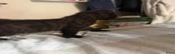Mixed Breed cats for sale: Beautiful kittens  in Manchester - Advert 7