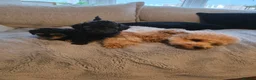 Cavapoo dogs for sale: FB11 Cavadoodles  - Advert 4