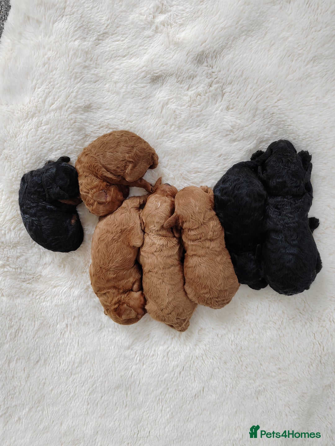 Cavapoo dogs for sale: TOY CAVAPOO DNA TESTED PARENTS AND GRANDPARENTS  - Image 15
