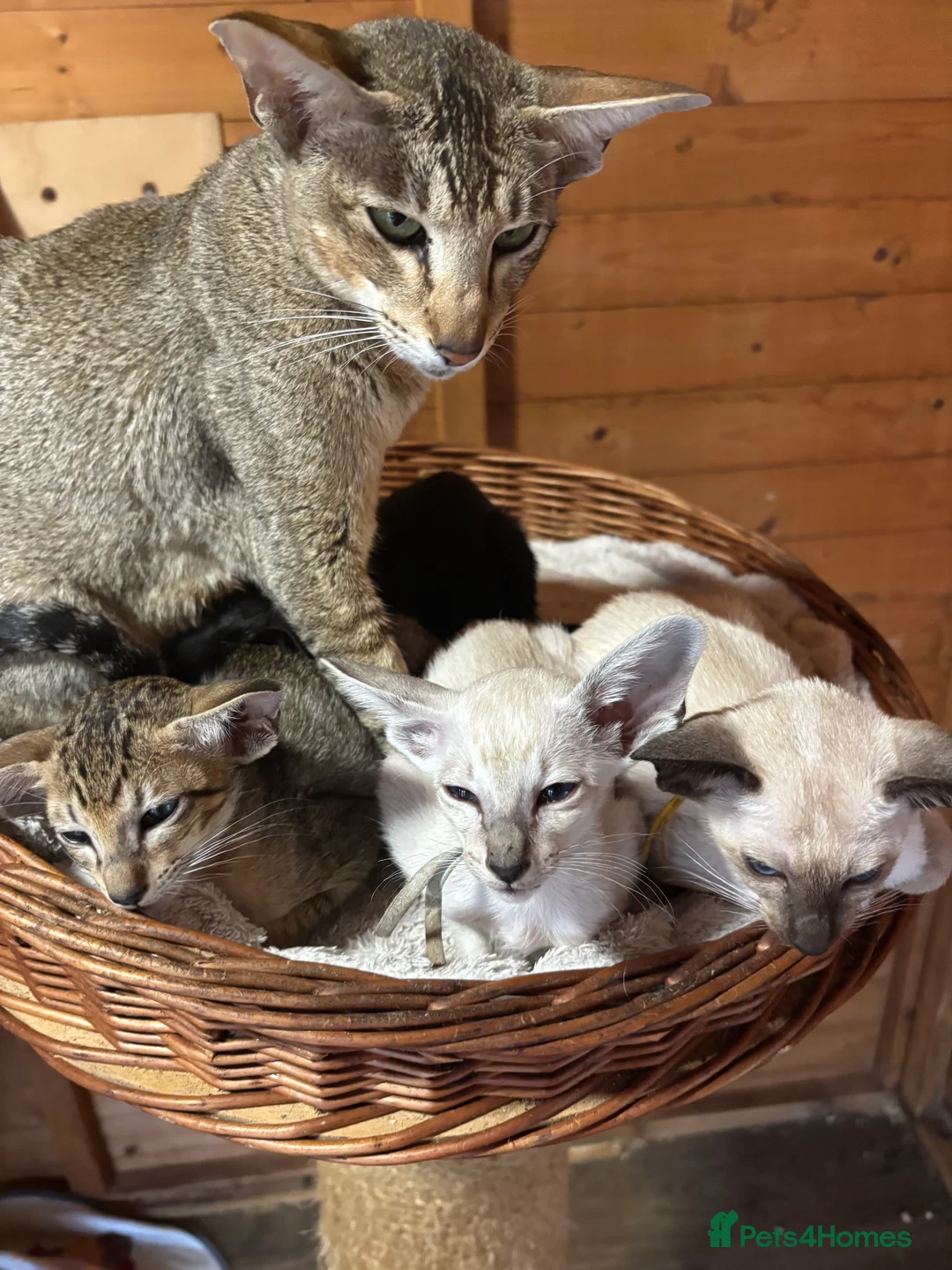 Siamese cats for sale: SIAMESE and ORIENTAL KITTENS - Advert 14