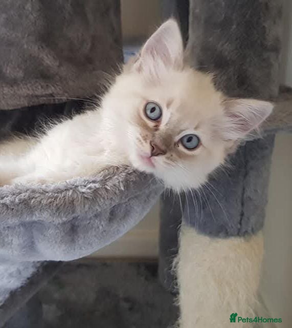 Ragdoll cats Gccf ragdoll kitten blue tabby lynx - Advert 12