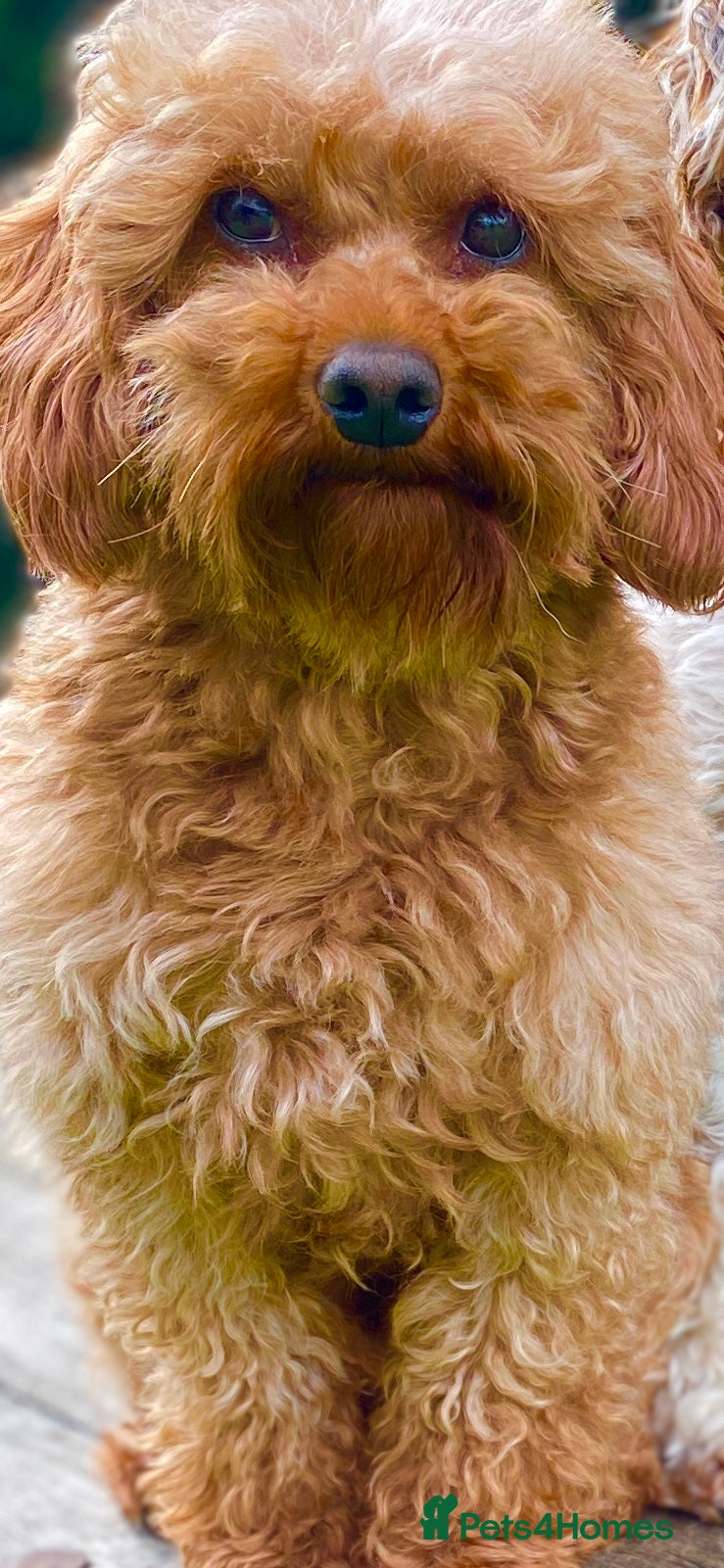 Cavapoo dogs F1b 5.6kg Cavapoo stud. Devon 100% success in Winkleigh - Advert 4