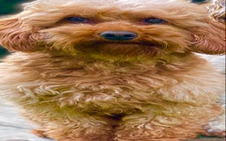 Cavapoo dogs for stud: F1b 5.6kg Cavapoo stud. Devon 100% success in Winkleigh - Image 1