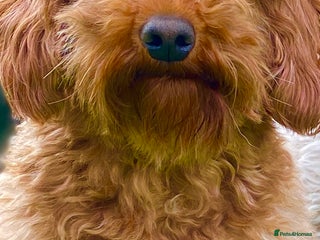 Cavapoo dogs in Winkleigh - Advert 3