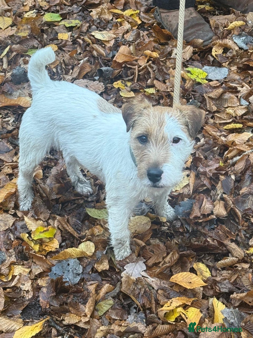 Parson Russell dogs for sale: Little male parson Russell terrier  - Advert 1