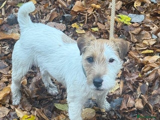Parson Russell dogs Little male parson Russell terrier - Advert 1