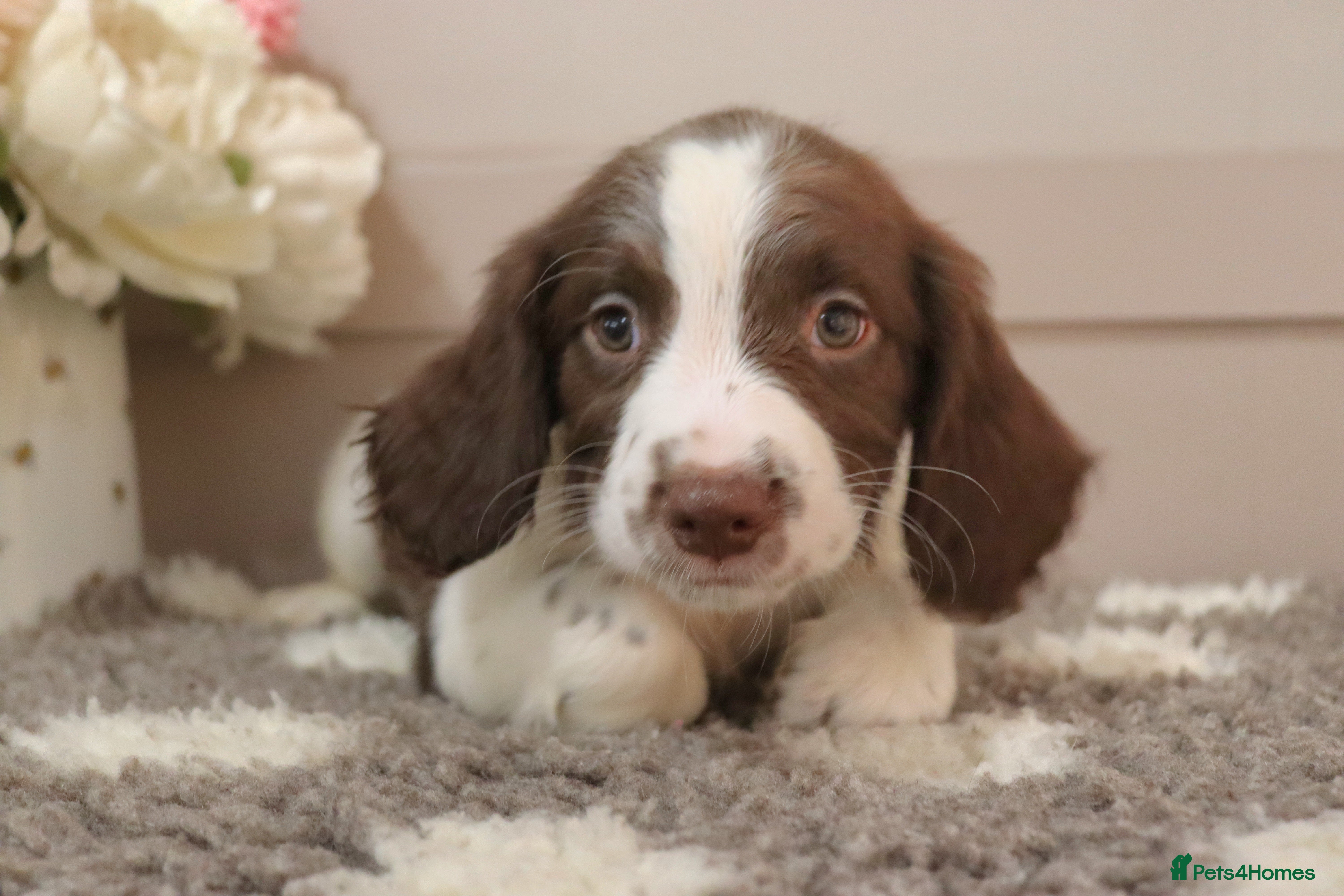 English Springer Spaniel dogs Beautiful English Springer spaniel pups - Advert 14