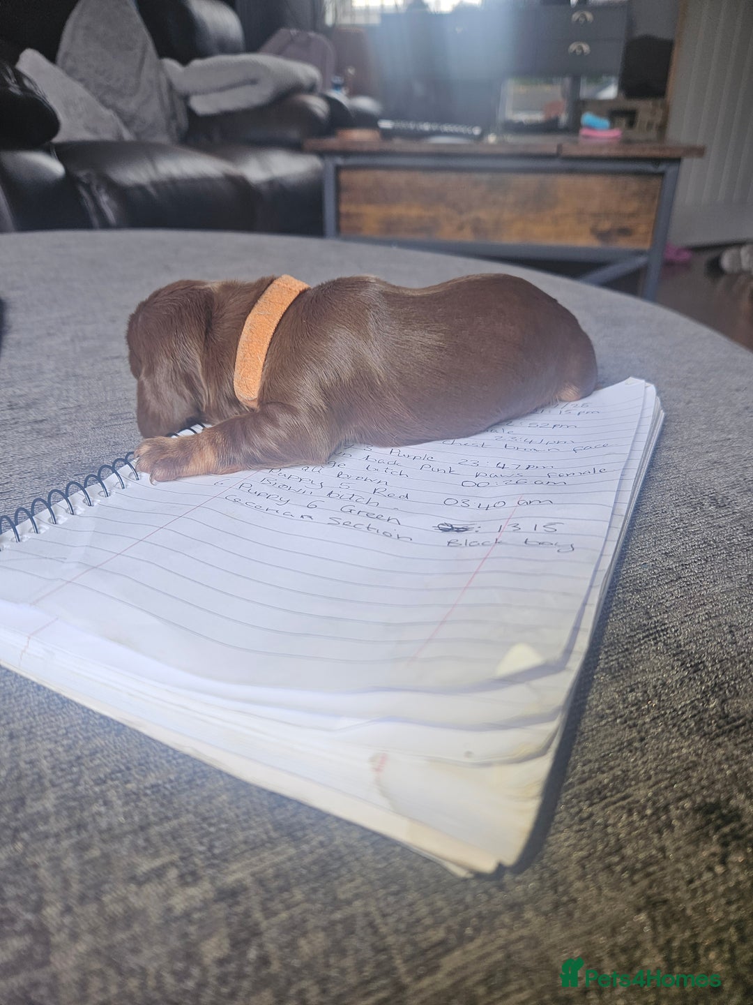 Dachshund dogs for sale: 3/4 Dachsunds  - Image 32
