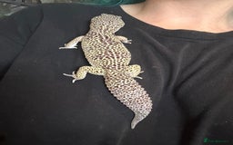 Leopard Gecko reptiles for sale: Mack snow leopard gecko with full vivarium  - Image 4