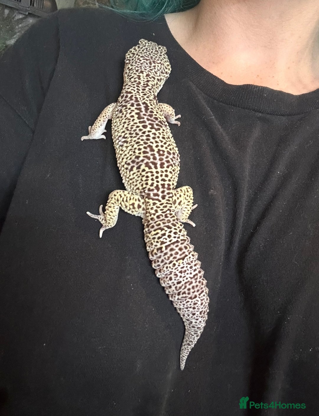 Leopard Gecko reptiles for sale: Mack snow leopard gecko with full vivarium  - Image 4