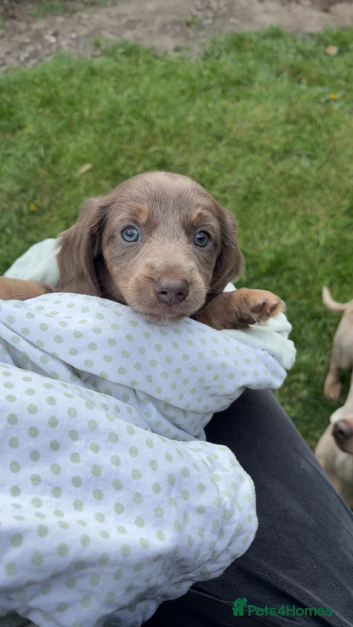 Miniature Dachshund dogs Miniature Dachshunds x2 BOYS - Advert 2