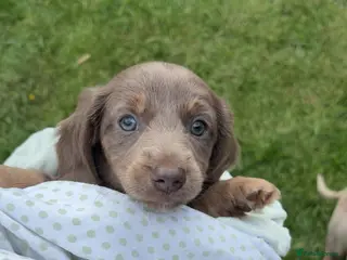 Miniature Dachshund dogs Miniature Dachshunds x2 BOYS - Advert 2