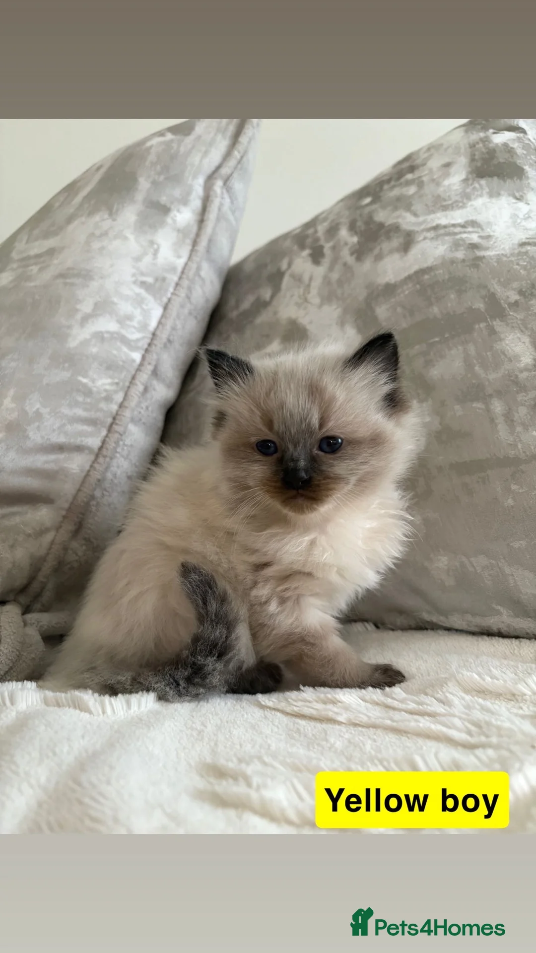 Ragdoll cats for sale: 5 Ragdoll Kittens 🐾  - Advert 2