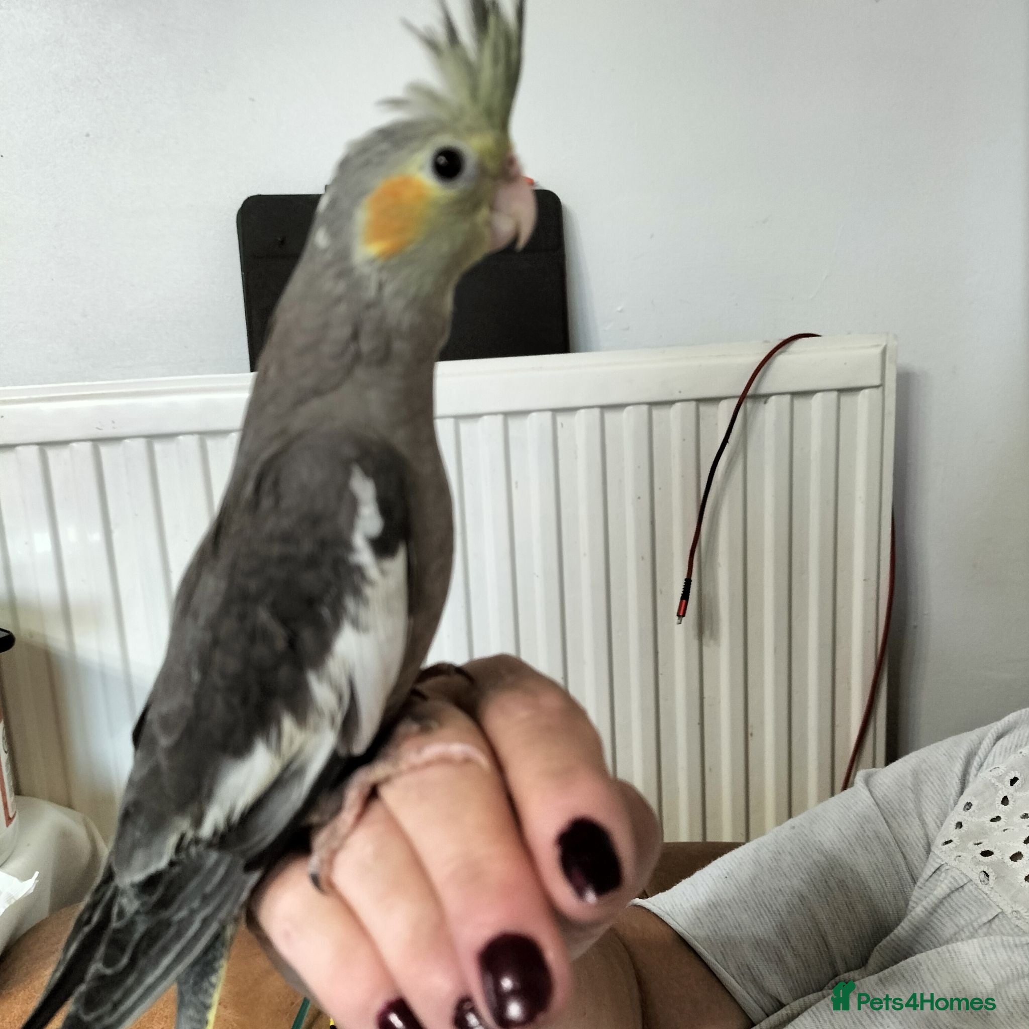 Cockatiels birds Hand Reared Cockatiel - Advert 1