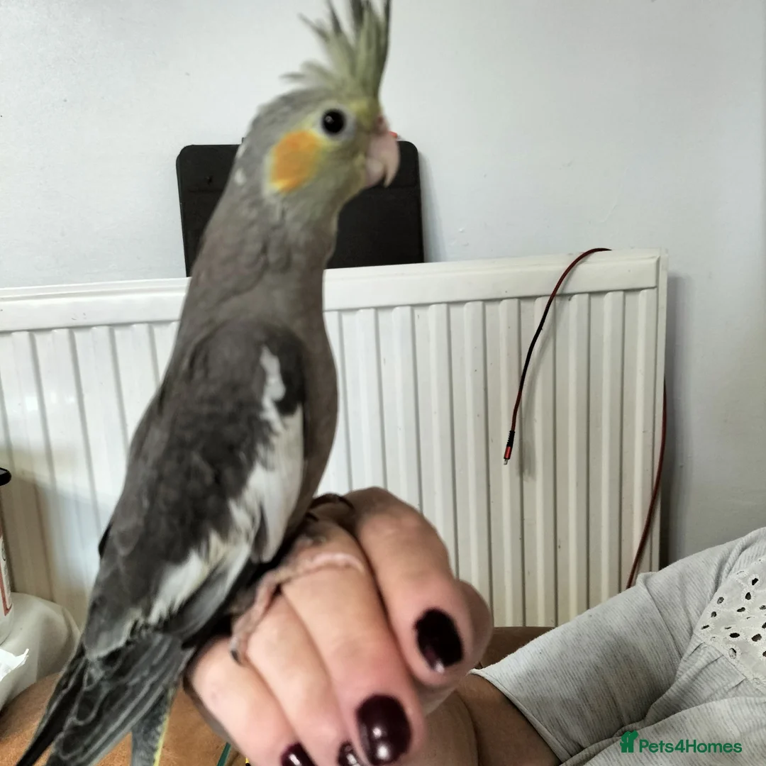 Cockatiels birds for sale: Hand Reared Cockatiel - Advert 1