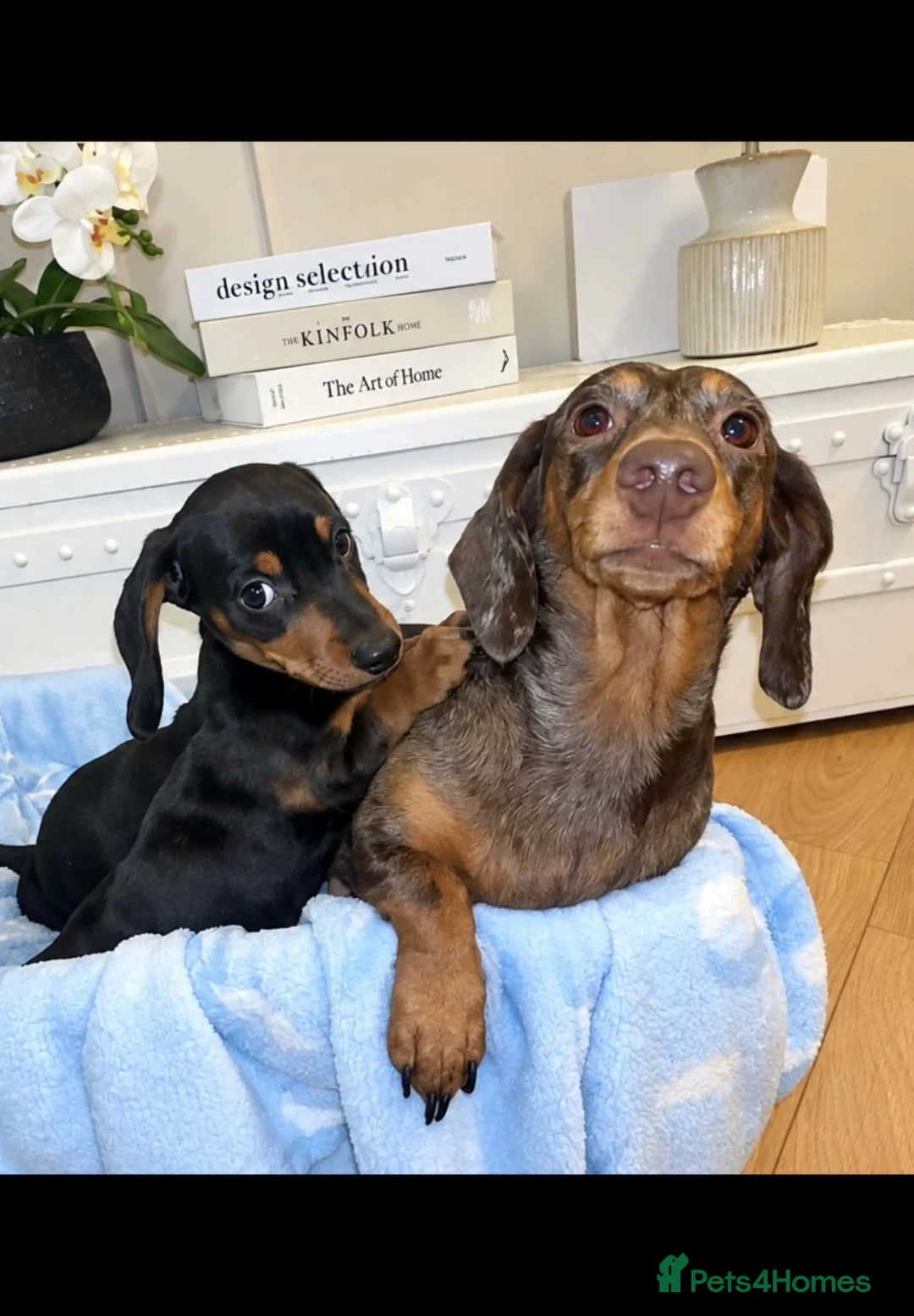 Dachshund dogs for sale: Two beautiful dashund puppies in Mitcham - Advert 2