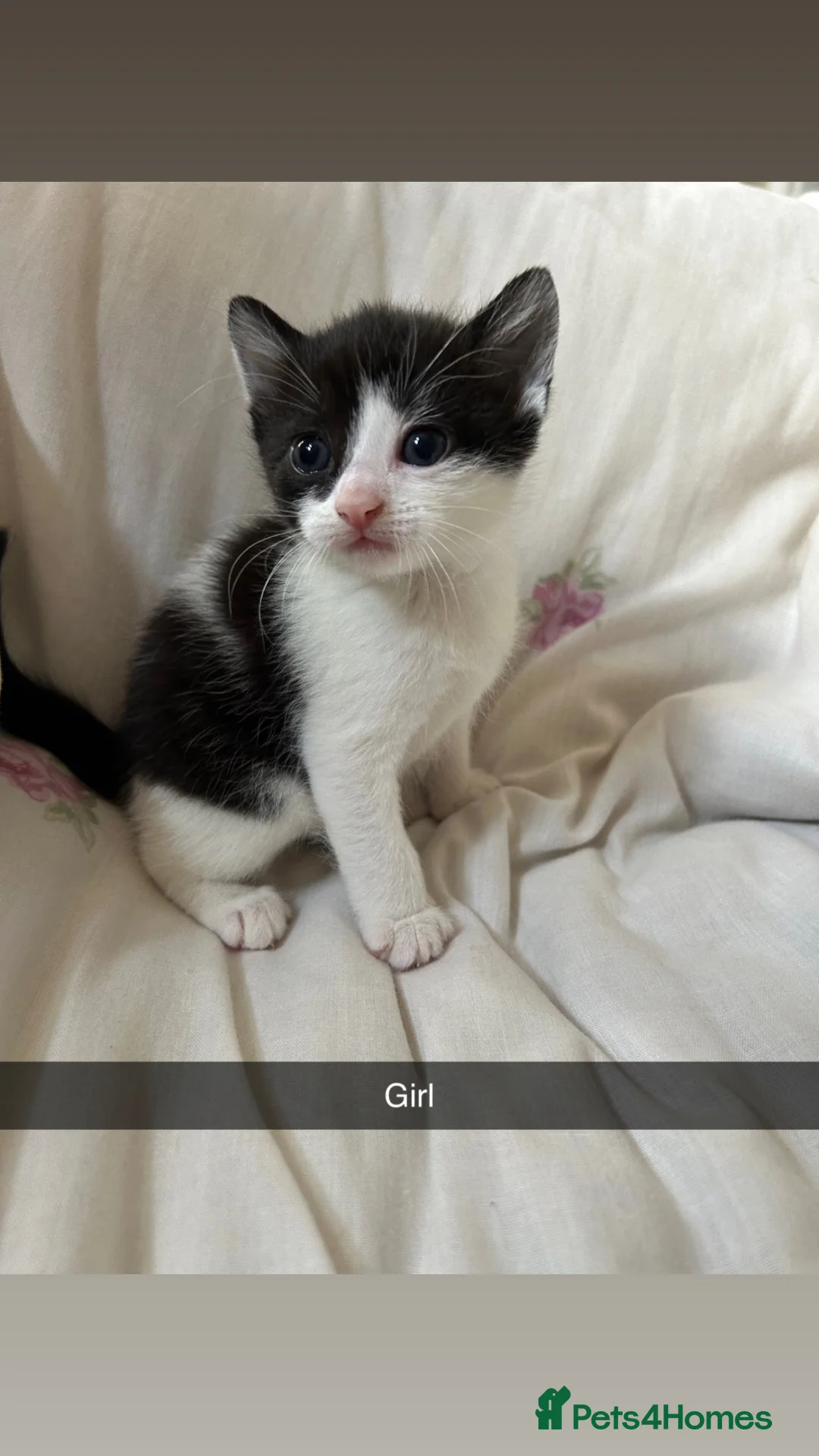 Mixed Breed cats for sale: 3 kittens looking for their forever home - Advert 2
