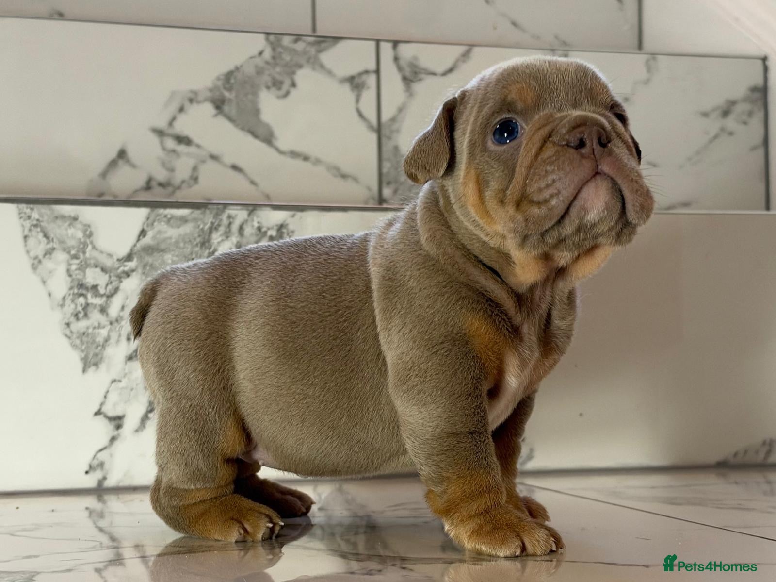 English Bulldog dogs KC English Bulldogs - stunning & health tested - Advert 2