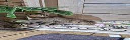 British Shorthair cats for sale: British Shorthairs  - Advert 20