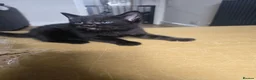 Mixed Breed cats for sale: 4 gorgeous kittens for sale  - Advert 5