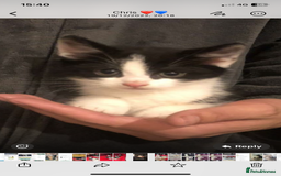 Mixed Breed cats for sale: Two Adorable Male Kittens 🥰😍 - Image 2