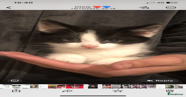 Mixed Breed cats - Advert 9