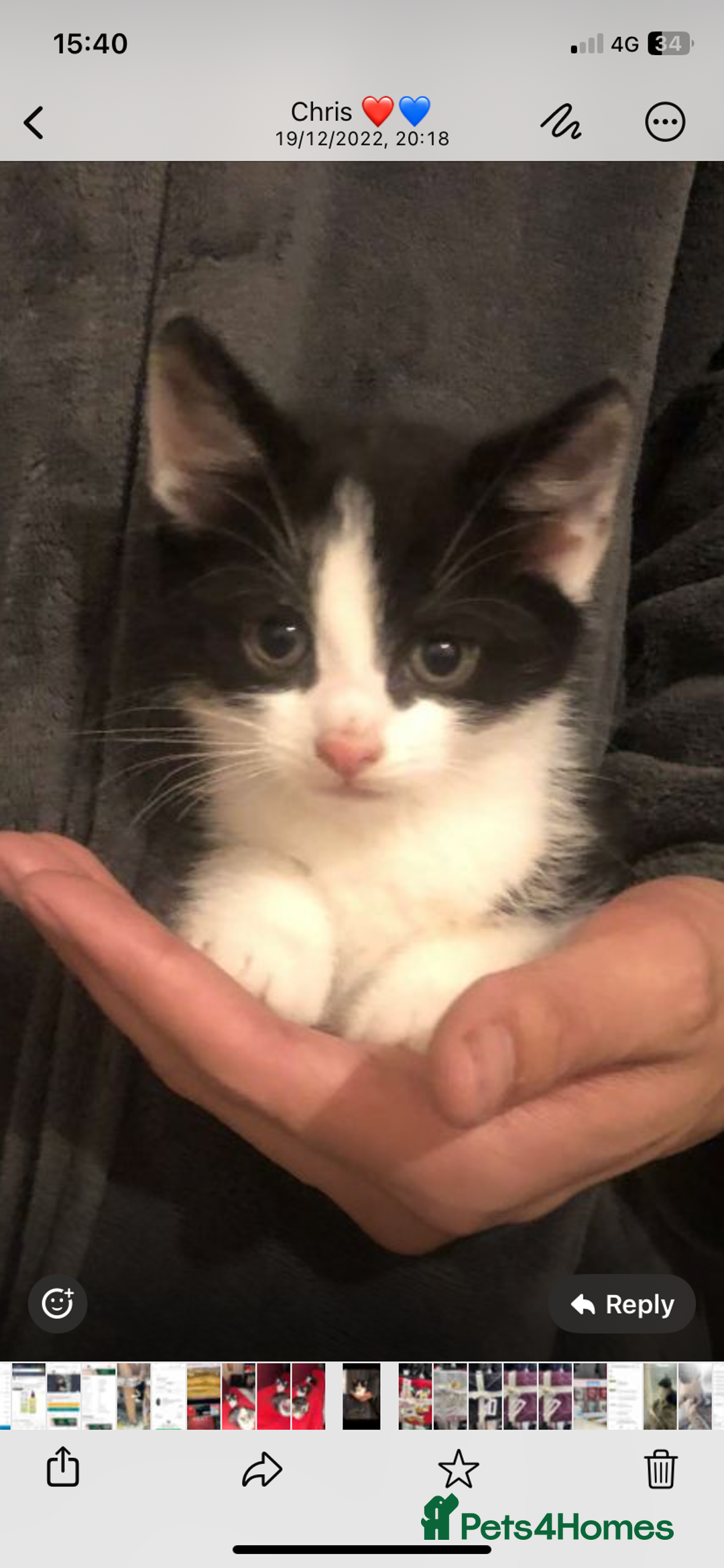 Mixed Breed cats for sale: Two Adorable Male Kittens 🥰😍 - Image 2