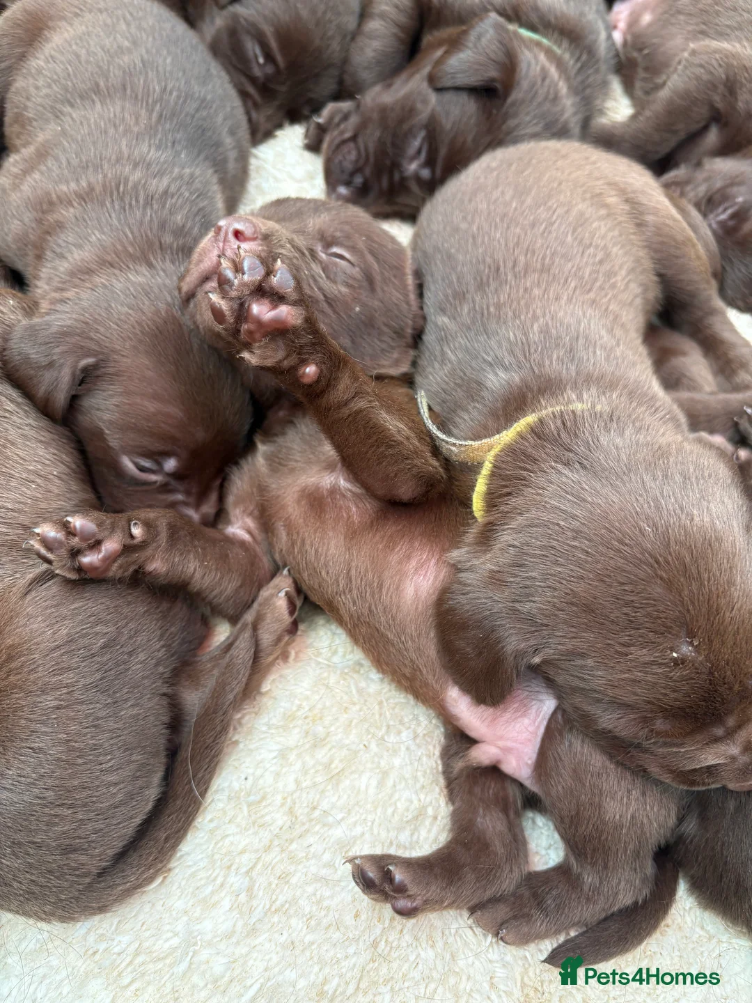 Labrador Retriever dogs for sale: ⭐️Gorgeous Kc Chocolate Labrador Puppies⭐️ - Advert 14