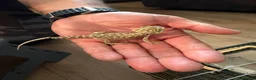 Bearded Dragon reptiles for sale: Breaded dragons  in Daventry - Advert 6
