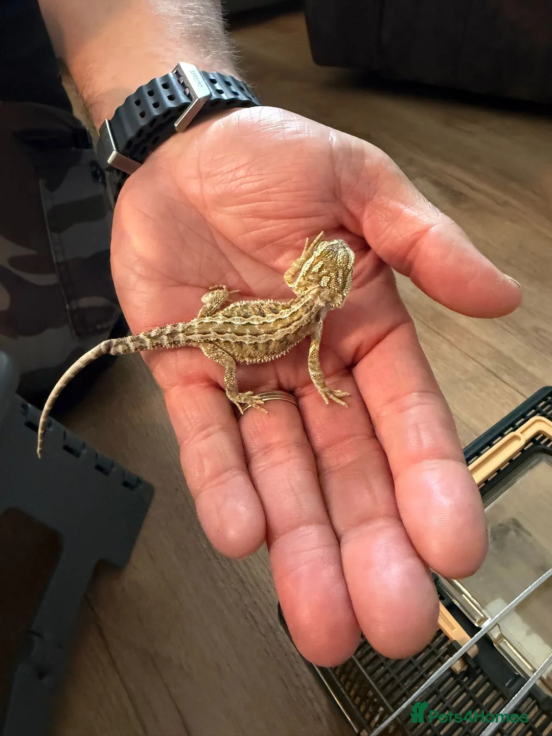 Bearded Dragon reptiles for sale: Breaded dragons  in Daventry - Advert 6