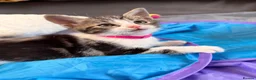 Mixed Breed cats for sale: Beautiful 7 kittens looking for forever homes - Advert 19
