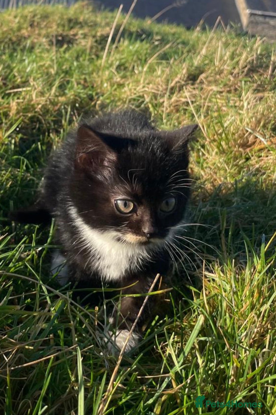 Mixed Breed cats for sale: 4 Farm cats - Advert 8