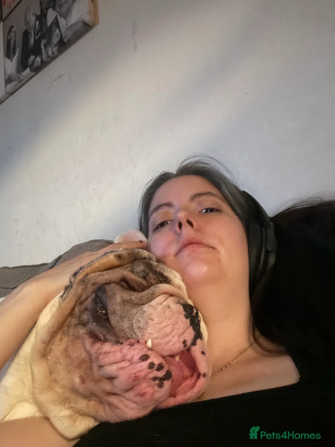 English Bulldog dogs for sale: Reggie looking for 5 star home  - Advert 27