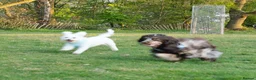 Cocker Spaniel dogs for sale: Beautiful girl for rehoming  - Advert 5