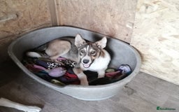 Mixed Breed dogs for adoption: 💖🐶 ZEENA 🐶💖 - Image 9