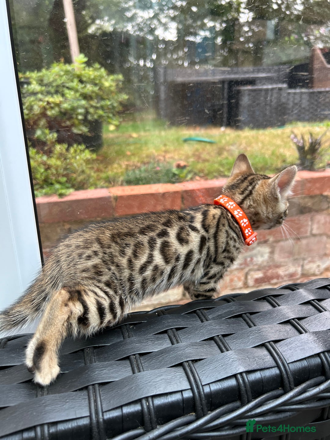 Bengal cats for sale: ❤️ PURE BENGAL KITTENS FOR RESERVATION! ❤️ in Birmingham - Image 29