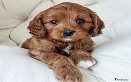 Cavapoo dogs for sale: Cavapoo puppies  - Image 3