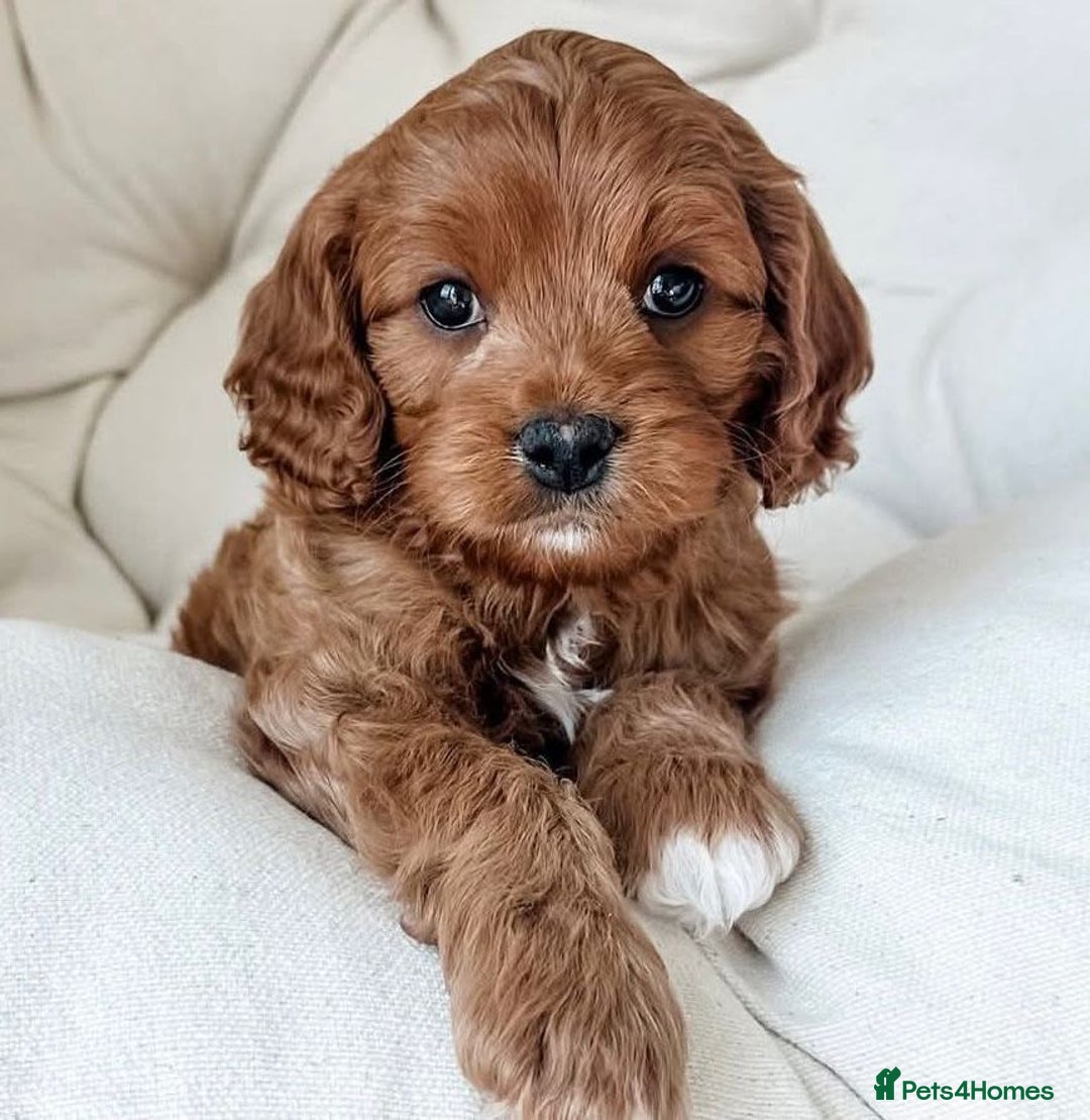 Cavapoo dogs for sale: Cavapoo puppies  - Image 3