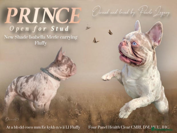 French Bulldog dogs in Hastings - Advert 13