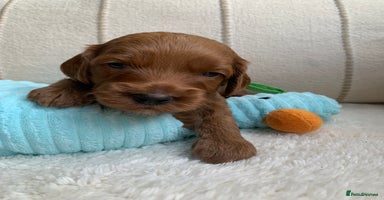 Cockapoo dogs - Advert 7