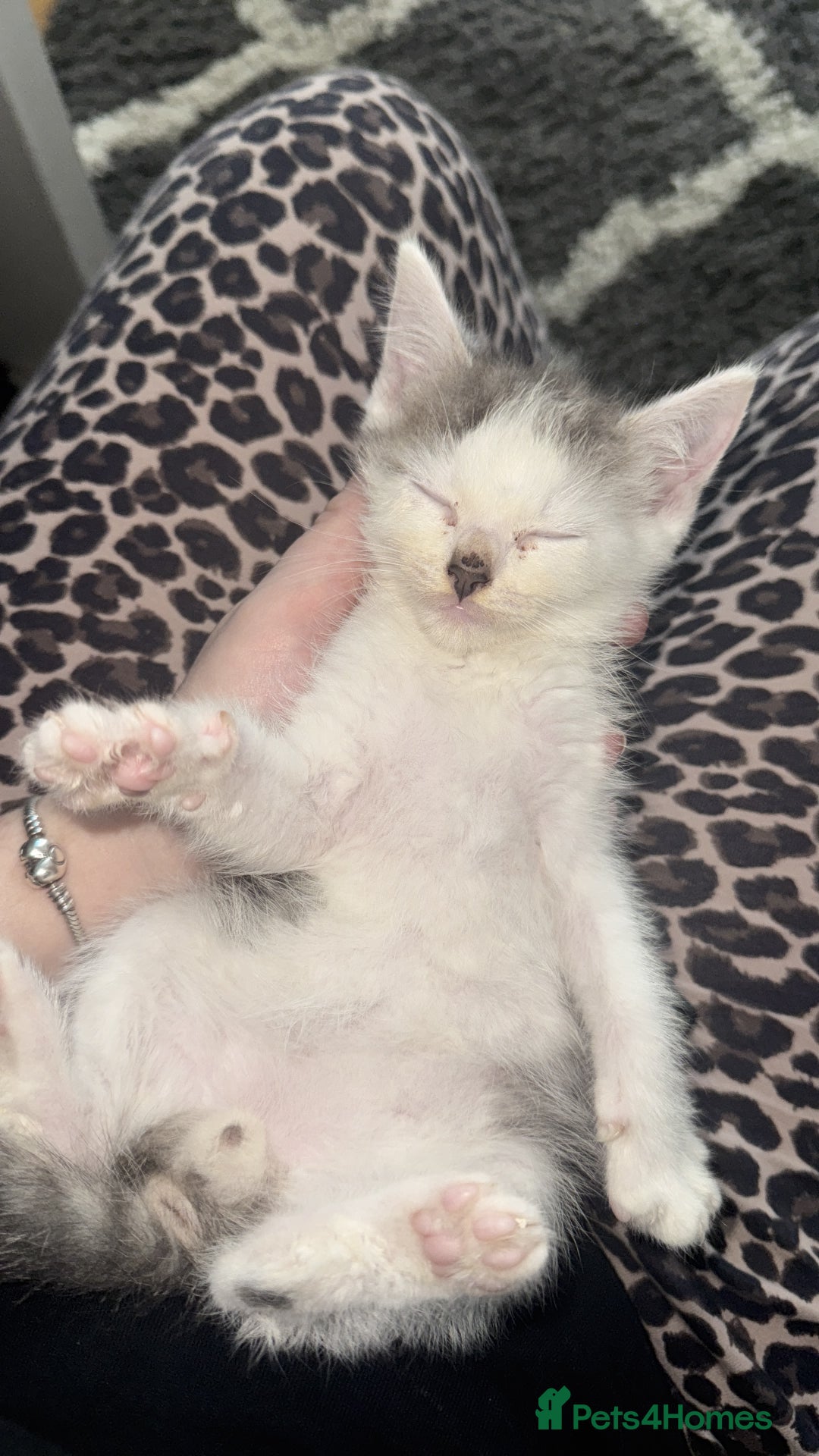 Mixed Breed cats for sale: Stunning grey and white mix boy - Image 2