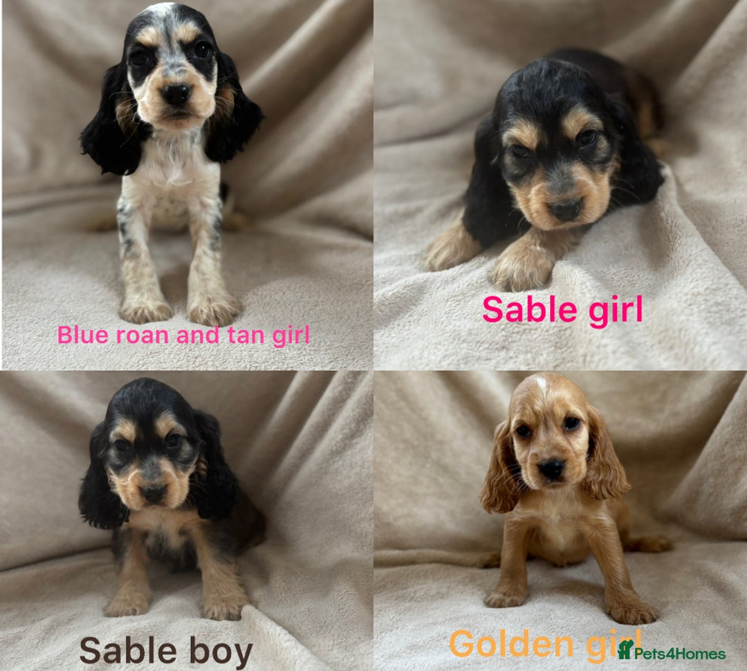 Cocker Spaniel dogs for sale: Show type cocker spaniel  - Image 3