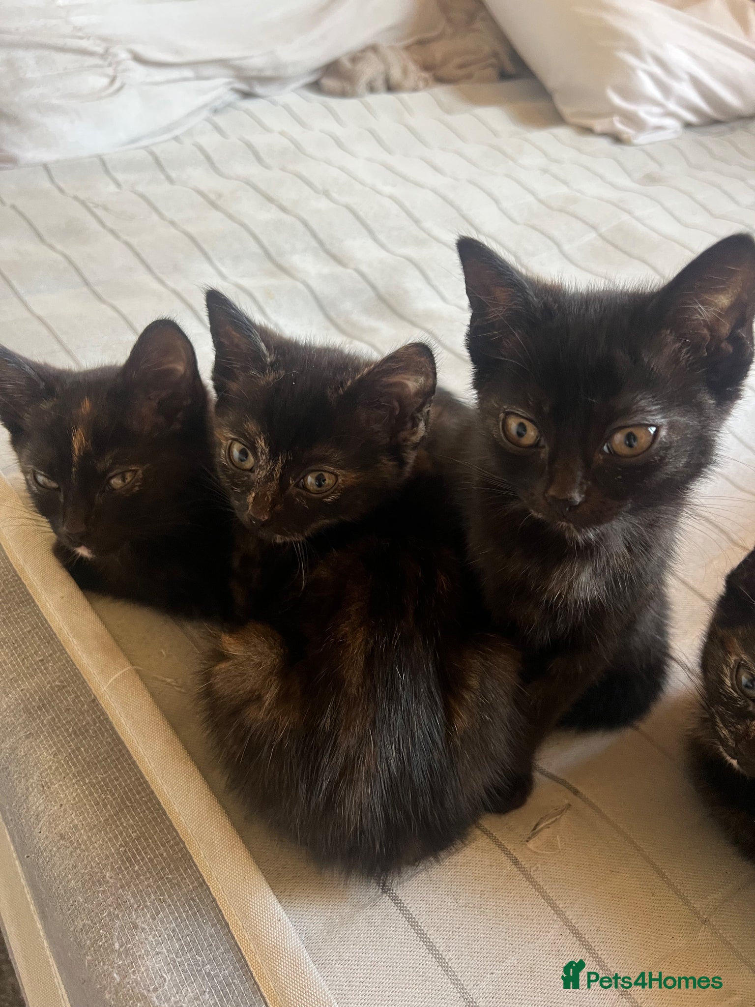 Mixed Breed cats 3 female kittens ready now  - Advert 5