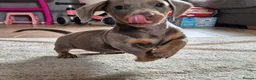 Miniature Dachshund dogs for sale: Gorgeous little isabella and tan boy - Advert 7